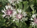 Centaurea montana 'Alba', Chaber górski 'Alba', 183 (1) Duży.jpeg
