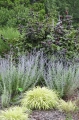 Hakonechloa smukła 'Aureola' w towarzystwie perovskii 'Blue Spire' i leszczyny pospolitej 'Red Majestic' Duży.jpeg