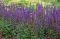 Salvia Caradonna AdobeStock_901751918 Duży.jpeg