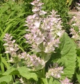 Salvia sclarea 4,Z.jpg