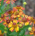 Loysder wieck helenium_1663162156 Duży.jpeg