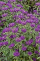 monarda_Blaustrumpf..jpeg