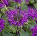 monarda_Blaustrumpf.jpeg