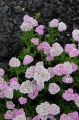 achillea-appleblossom_13.jpg