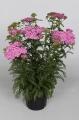 achillea-appleblossom_8.jpg
