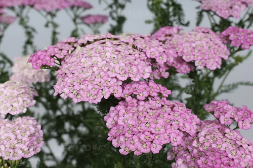 achillea-appleblossom_12.jpg