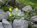 Pierwiosnek łyszczak na skalniaku