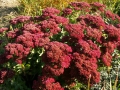 Kwiatostany rozchodnika okazałego 'Brillant' jesienią przebarwiają się na purpurowo.