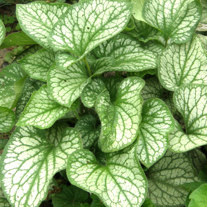 Brunnera marmurkowa 