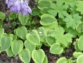 Hosta 'Golden Tiara' łatwo się rozrasta