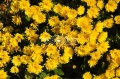 Chryzantema 'Ostra'