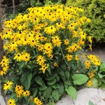 Rudbekia błyskotliwa 'Goldstrum' dobrze komponuje się z iglakami.