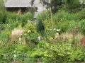 Tawułki w ogrodzie naturalistycznym