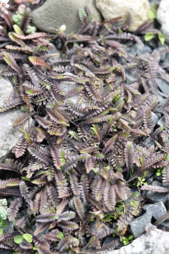 Kotula 'Platts Black'