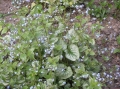 Brunnera marmurkowa wiosną kwitnie na niebiesko