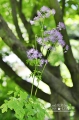 Rutewka orlikolistna - czerwiec