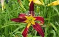Liliowiec 'Red Rain'