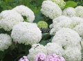 Hortensja krzewiasta 'Anabelle'.
