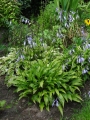 Hosta 'Lancifolia' w kompozycji z innymi hostami