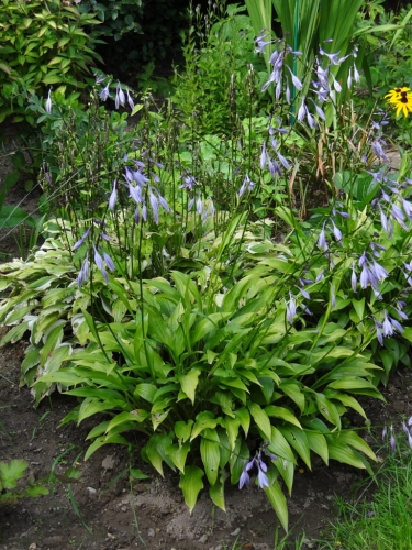 Hosta 'Lancifolia' w kompozycji z innymi hostami