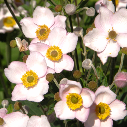 Zawilce kwitną wiele miesięcy