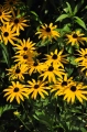 Okazałe kwiaty rudbekii błyskotliwej 'Goldstrum' rozwijają się od późnego lata aż do jesieni