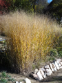 Wysokie, złote kępy prosa rózgowatego są ozdobą jesiennego ogrodu