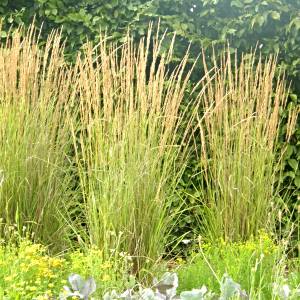 Trzcinnik 'Karl Foerster'