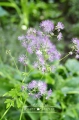 Rutewka orlikolistna
