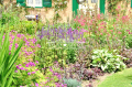 Kępa na pierwszym planie rabaty bylinowej.