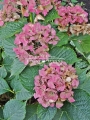 Hortensja ogrodowa 'Masja'.