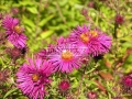 Aster nowoangielski 'Alma Potschke' ma piękne duże kwiaty