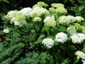 Hortensja krzewiasta 'Anabelle'