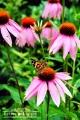 Jeżówka purpurowa 'Magnus'
