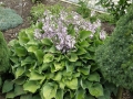 Hosta 'Blue Lace' na rabacie z bylinami i iglakami