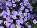 Aster krzaczasty niebieski kwitnie bardzo długo i obficie