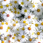 Aster krzaczasty biały