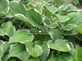 Hosta 'Albomarginata' bujnie się rozrasta