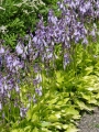 Hosta 'Golden Scepter'