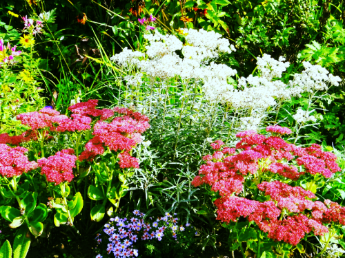 Anafalis perłowy w pięknej, jesiennej kompozycji z rozchodnikiem okazałym