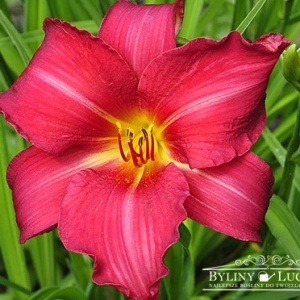 Liliowiec 'New Note'