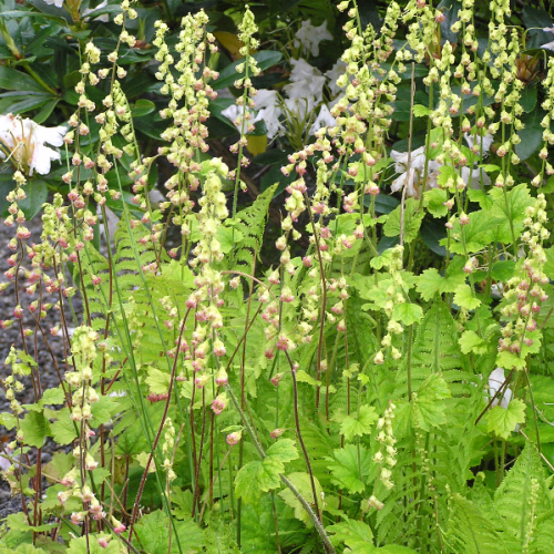 Telima wielkokwiatowa na rabacie z bodziszkami i paprociami