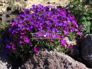 Żagwin ogrodowy fioletowy