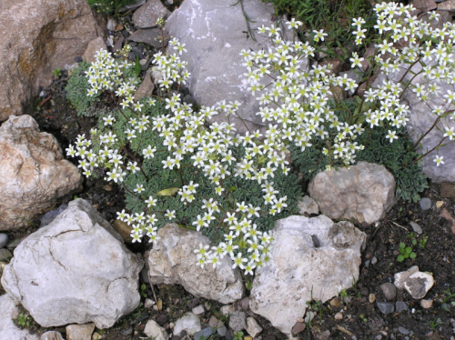 Białe, liczne kwiaty skalnicy gronkowej zdobią wiosną skalną rabatę