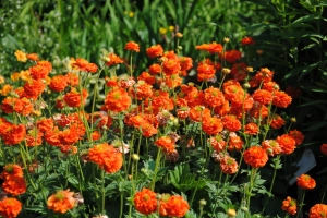 Kuklik 'Flore Pleno'