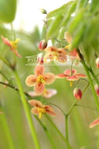 Epimedium omszone 'Orangekonigin'