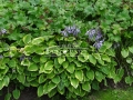 Hosta 'Golden tiara'