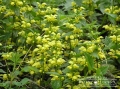 Kwiaty gajowca żółtego