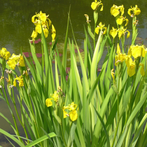 Irys (kosaciec) żółty 'Variegata' 