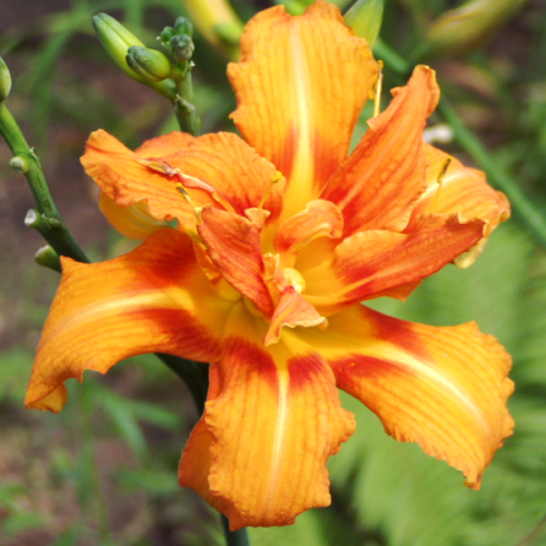 Wielkie, ogniste kwiaty liliowca 'Kwanso' są wspaniałą ozdobą letniej rabaty